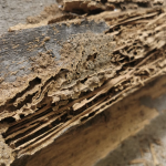 Jasa Anti Rayap untuk Perlindungan Bangunan yang Optimal