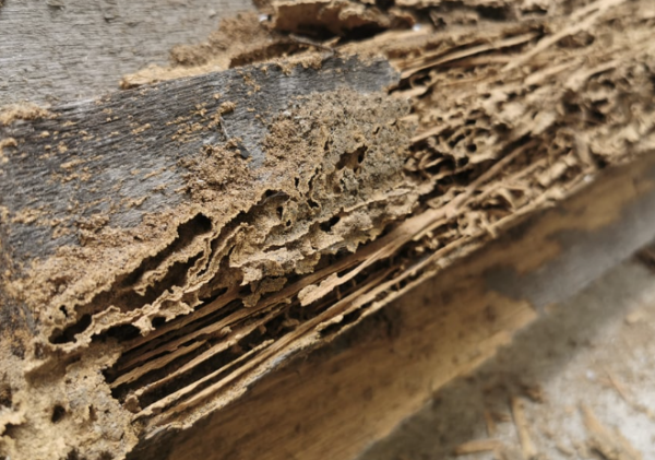 Jasa Anti Rayap untuk Perlindungan Bangunan yang Optimal