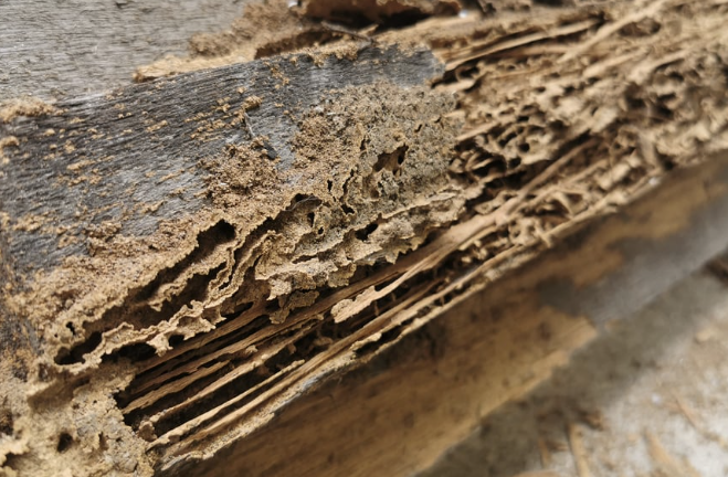 Jasa Anti Rayap untuk Perlindungan Bangunan yang Optimal