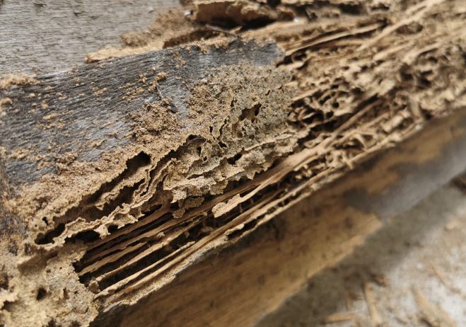 Jasa Anti Rayap untuk Perlindungan Bangunan yang Optimal